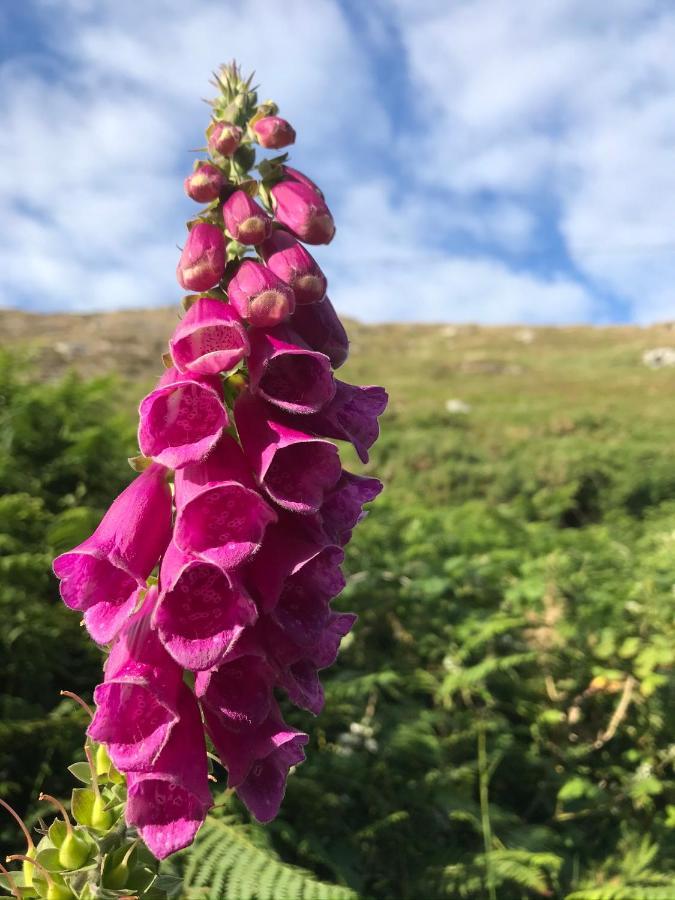 Seafield House B&B Clifden Εξωτερικό φωτογραφία