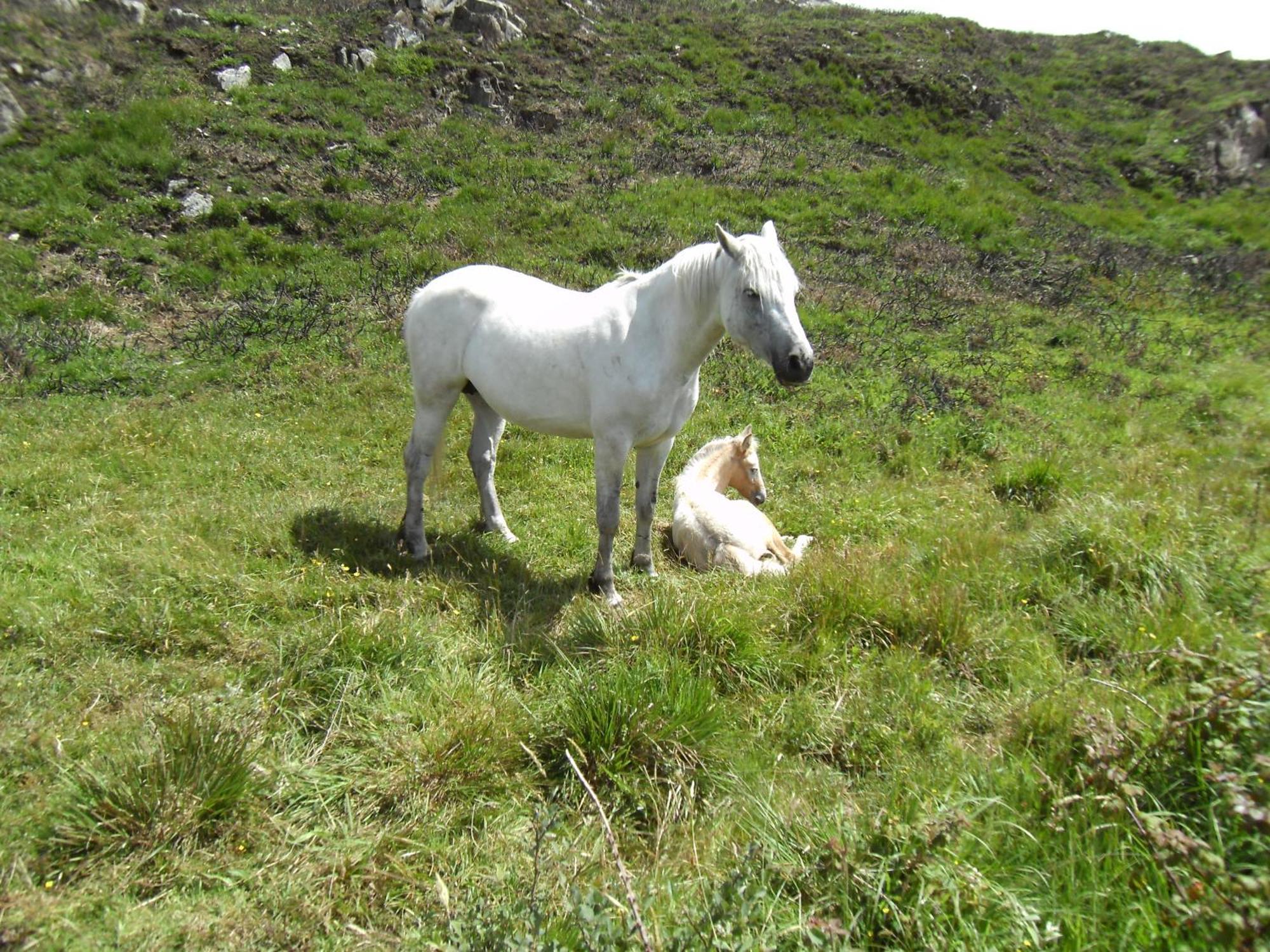 Seafield House B&B Clifden Εξωτερικό φωτογραφία